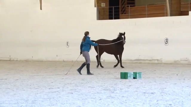 What to do when your horse is fresh and excited - strategies to focus your horse смотреть онлайн