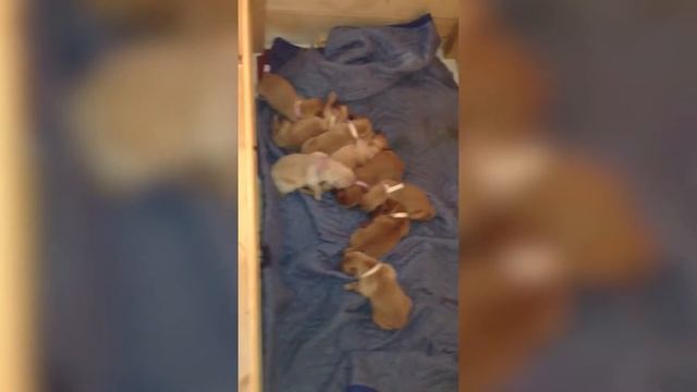 ПРИКОЛЫ С ЖИВОТНЫМИ / Смешные Животные Собаки Кошки Смешные Коты /Приколы с котами Забавные Животны смотреть онлайн