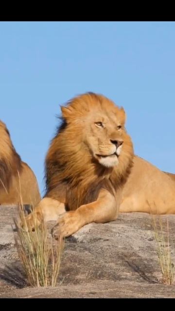 The lion king 👑😳👑#youtubeshorts #shorts #facts #motivation #trending #viralshorts смотреть онлайн