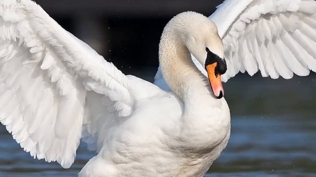 A Carnival Of The Animals - The Swan смотреть онлайн