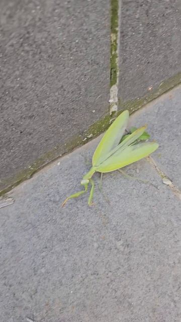 школа богомола #юмор #богомол #школабогомола #бой #рукопашныйбой #рукопашный_бой #mortalkombat смотреть онлайн