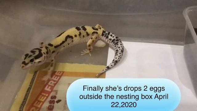 Short documentary breeding Hi-yellow Zorro Bandits Leopard Gecko 2020 ❤️🇵🇭 смотреть онлайн