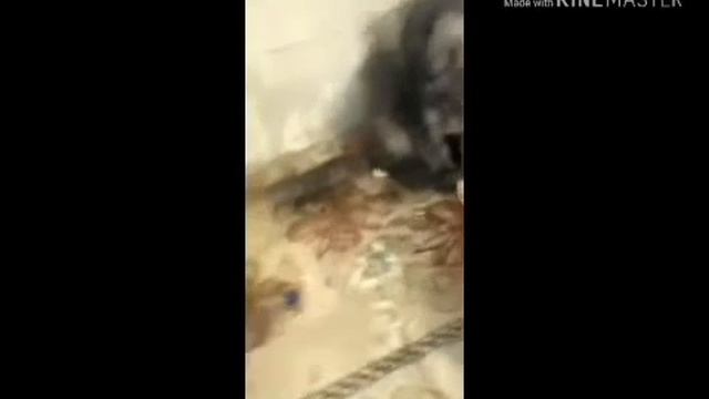 Грустная история моего котика!!! смотреть онлайн