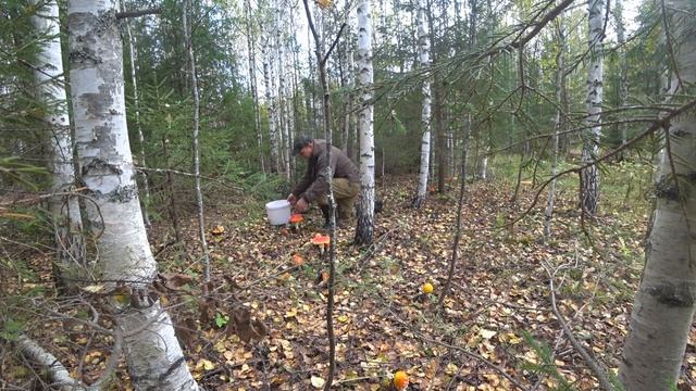 В осенний лес за мухоморами.