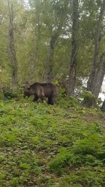 Агрессивный медведь пришёл в лагерь смотреть онлайн
