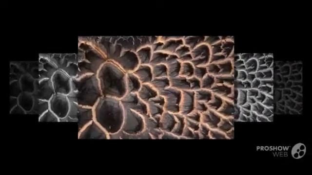 Sarcodon - fungi kingdom смотреть онлайн