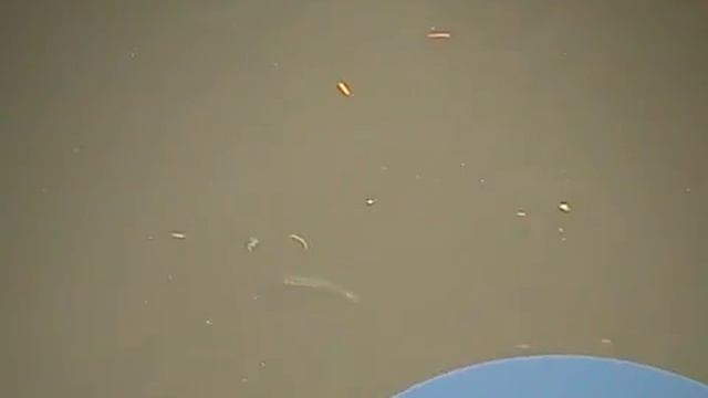 Рыба возле Prague Marina смотреть онлайн