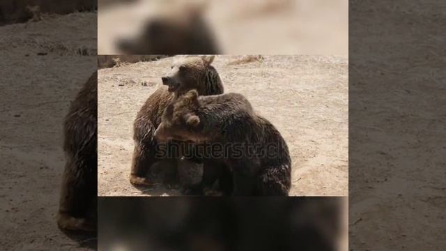 National Geographic documents . wildlife scenery with relaxation music смотреть онлайн