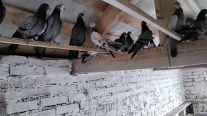 Голуби,Свердловские высоколётные.Первый выводок 2023г.тел.9122815080.