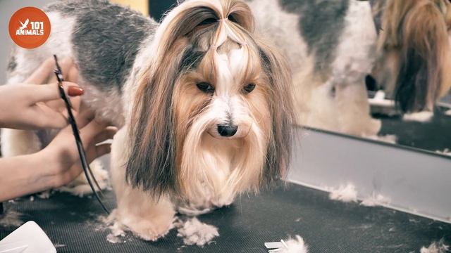 Glamorous YORKSHIRE TERRIER 101: The Perfect Dog for a Small Space смотреть онлайн