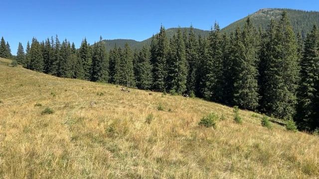 Грибний Збір У Карпатах.Білий Гриб та Плантації Лисички.