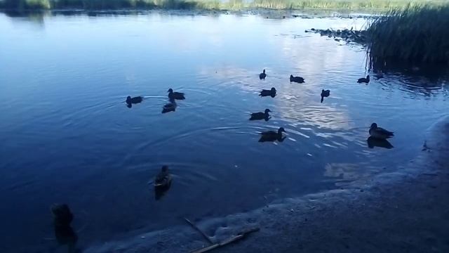 Дикие утки на Днепре в Киеве в парке Наталка. Прогулки по Киеву. смотреть онлайн