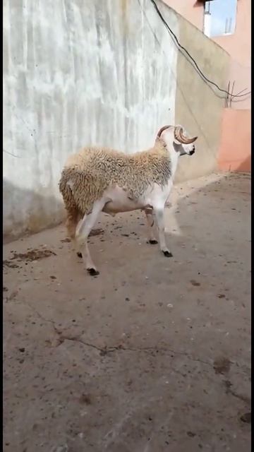 المدبر حكيم 🙏 смотреть онлайн