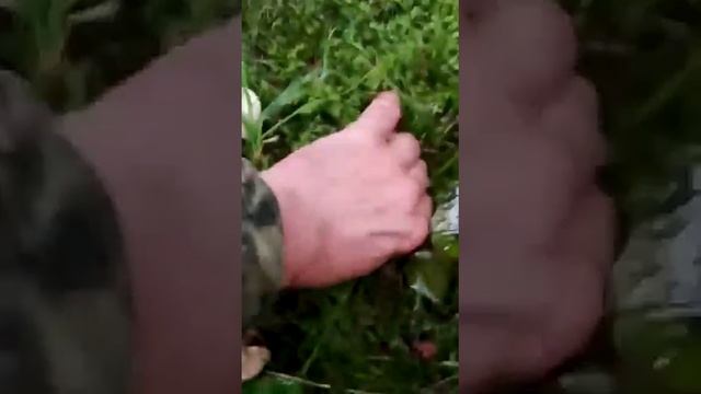 как Выростить белые Грибы?...... Легко!+!!))--А Вам слабо???...))