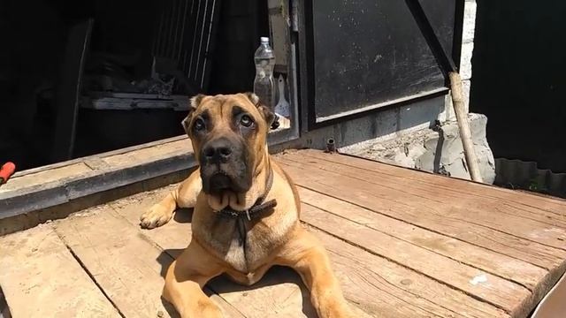 Какая малышка Адель была #canecorso #канекорсо #собаки #красотка #моялюбовь смотреть онлайн