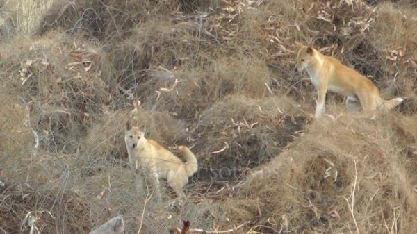 dingo sound | dingo sounds video | dingo soundtrack | wild dingo sounds |  dingo sound effect