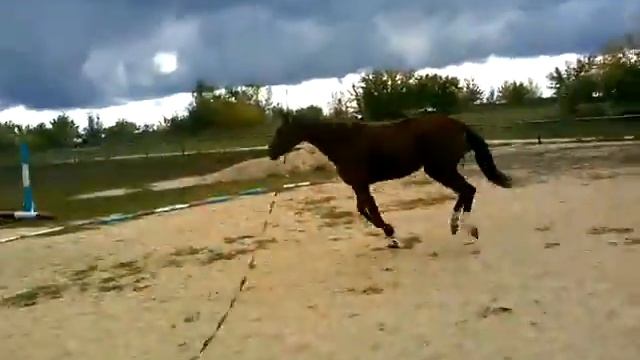 Полба смотреть онлайн