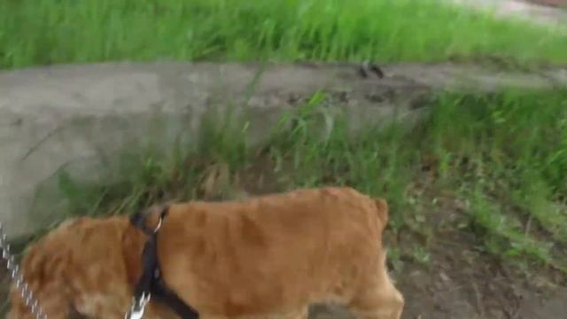 Крутим талией.#кокерЛяля #doglover #кокерлучшаясобака