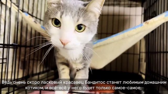 БАНДИТОС смотреть онлайн