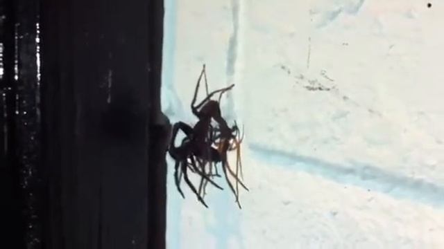 Tube web spiders mating смотреть онлайн