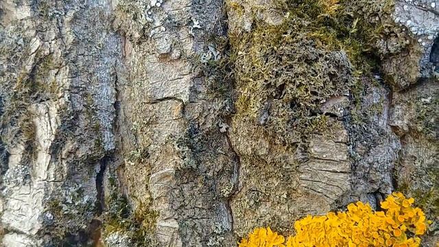 Муравьи на дереве/Ants on the tree смотреть онлайн