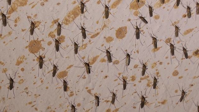 Animal Enlightenment