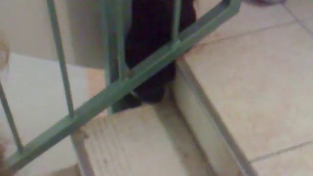 Мы спасаем кота!!! смотреть онлайн