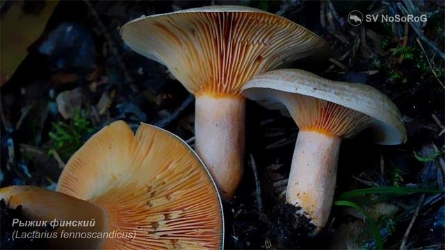 Рыжик финский (Lactarius Fennoscandicus)