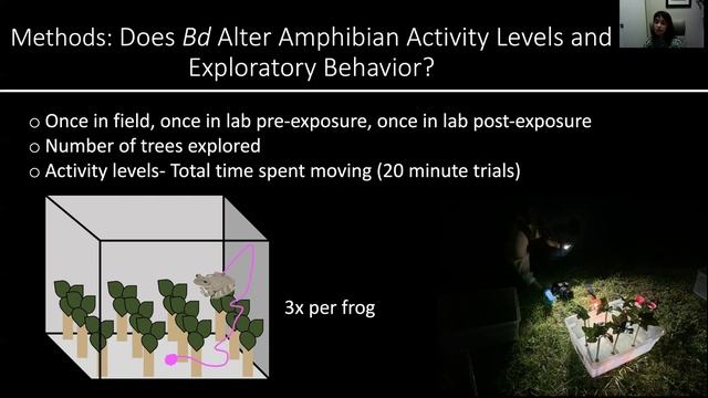 Impacts Of Batrachochytrium Dendrobatidis Infection On Amphibian Stress... [Shablin, Samantha]