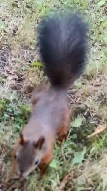 Красивейшая белка. The most beautiful squirrel #shorts #squirrel #белка #animals #nature смотреть онлайн