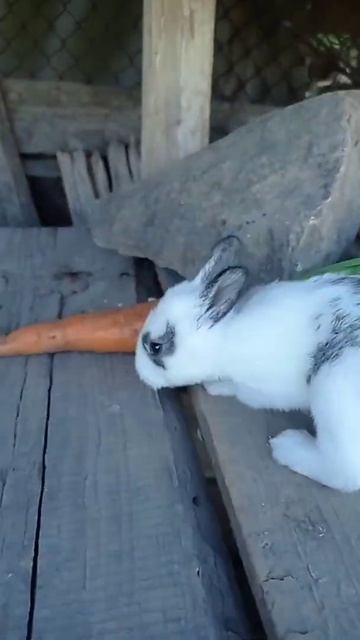 Кролик-метелик смотреть онлайн