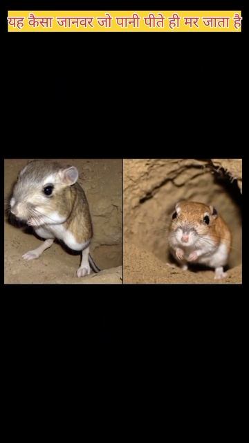 कंगारू चूहा||kangaroo rat#fact #shortsvideo 🐀🐀🐀🐀 смотреть онлайн