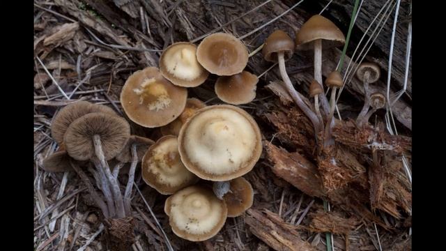 Kuehneromyces lignicola смотреть онлайн