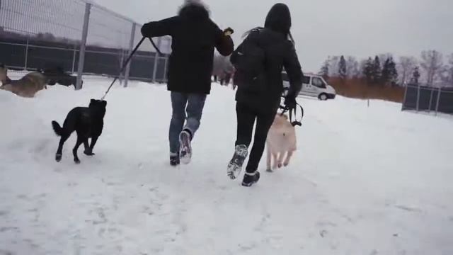 DogDating HD смотреть онлайн