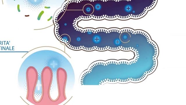 Meccanismo D’azione Di LEVUCELL SB Nel Tratto Intestinale