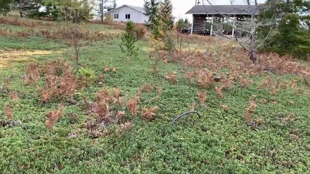 10 10 20 Канадские горы и гора грибов