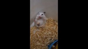 хомяк кричит (переделка другого видео)