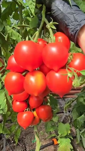 Томат, который завалит вас урожаем смотреть онлайн