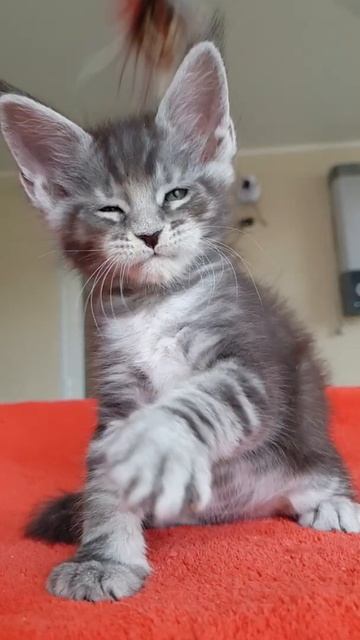 Котёнок мейн-кун из питомника Страна Гулливеров смотреть онлайн
