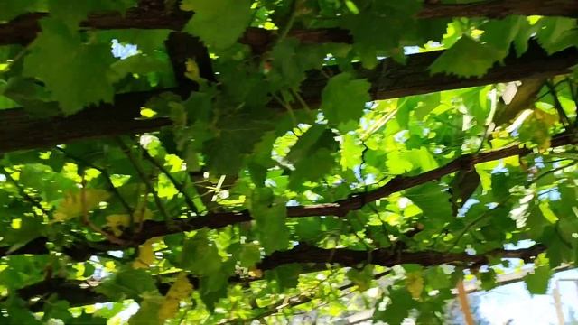 Пятна на ягоде винограда, что это солнечный ожог или оидиум? 3.07.24 смотреть онлайн