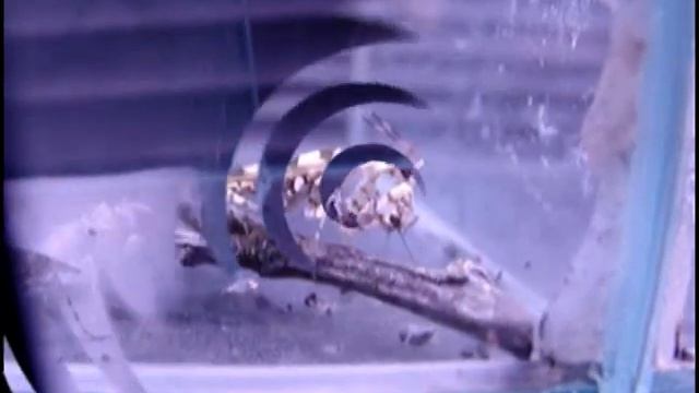 Pseudocreobotra wahlbergii - Blütenmantis смотреть онлайн