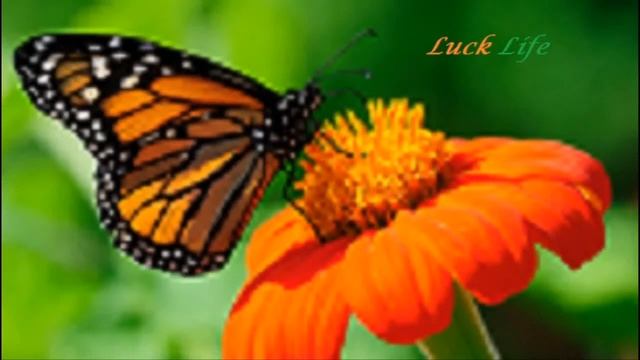 Копия видео "Бабочка Лаклайф" Правда-это то, во что верят.Признание-это то, с чем живут. смотреть онлайн