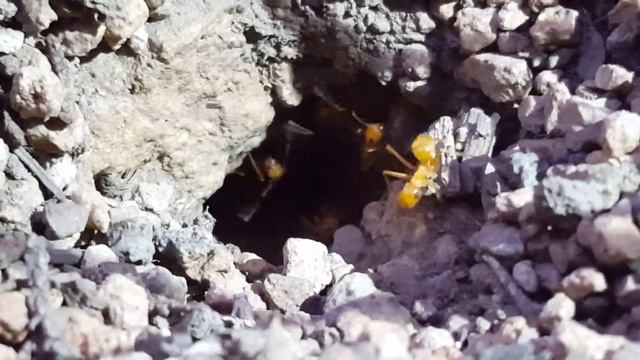 Myrmecocystus mexicanus смотреть онлайн