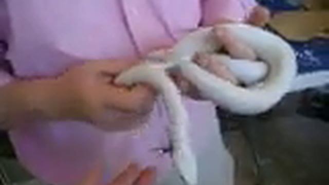 Leucistic Texas Rat Snake, HMNS смотреть онлайн