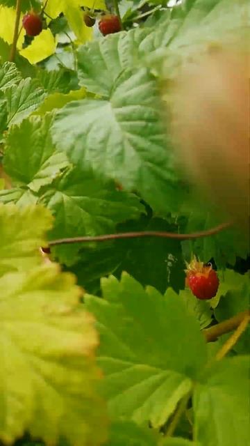 У нас поспела малина #малина #shorts