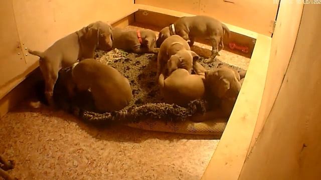 мышиная возня 07.07.21 смотреть онлайн