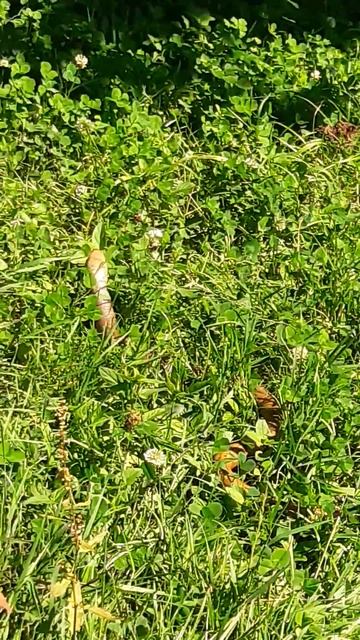 Опасная змея шастает по улицам смотреть онлайн