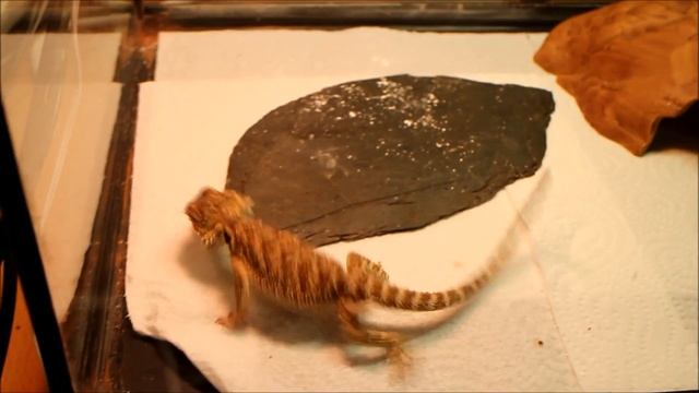 Nourrissage de mon Pogona vitticeps nain смотреть онлайн