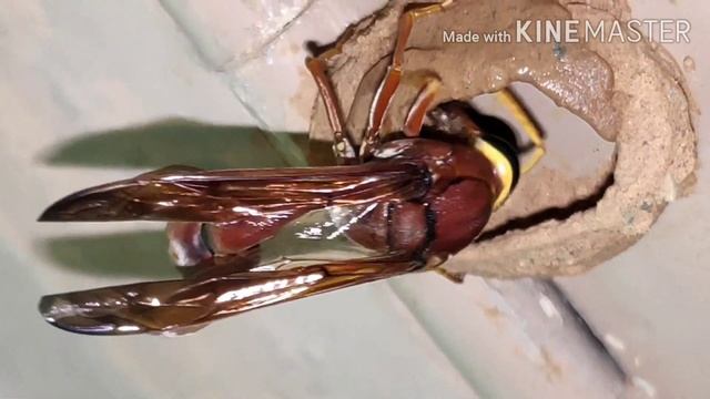 potter wasp built a nest смотреть онлайн