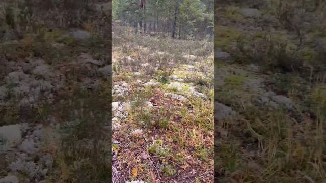 Боровики Карелии 8.09.2023 часть 1 смотреть онлайн